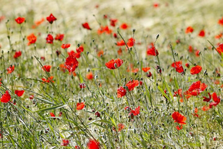 Champ de blé mûr avec des coquelicots rouges